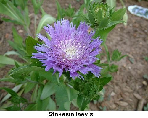 Stokesia laevis.jpg